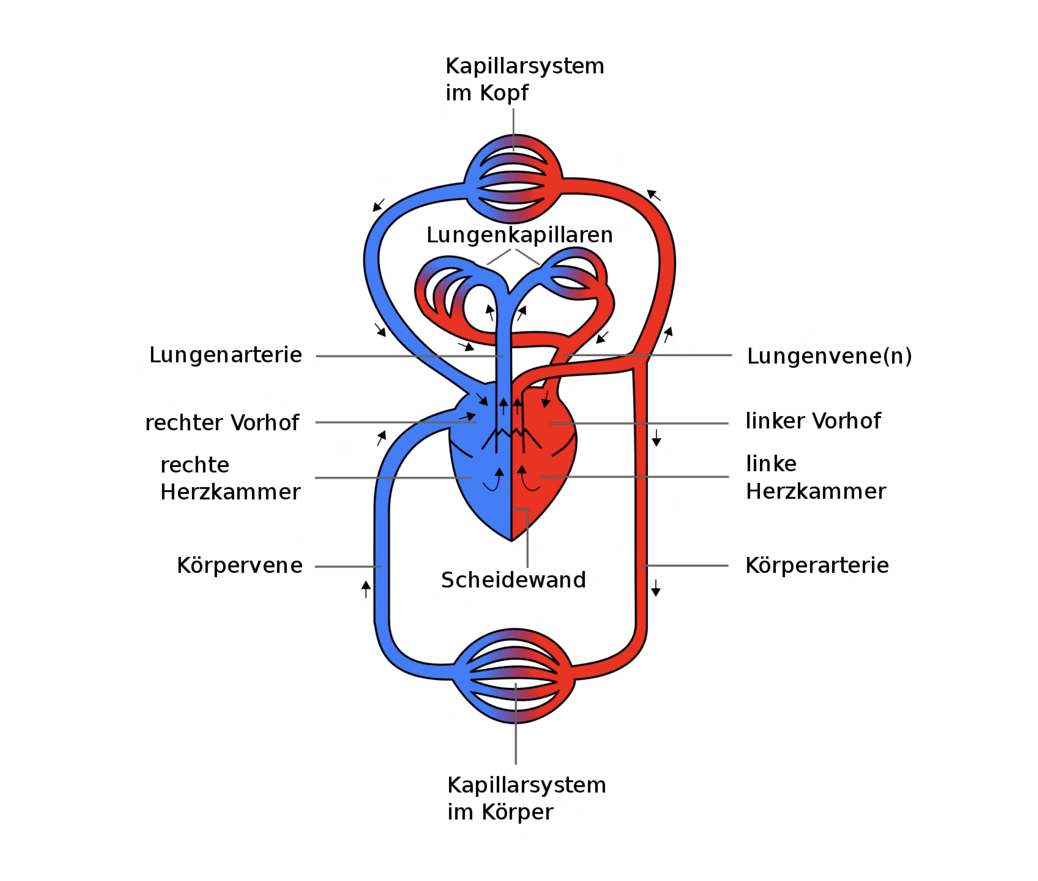 Vorhof rechte Herzkammern