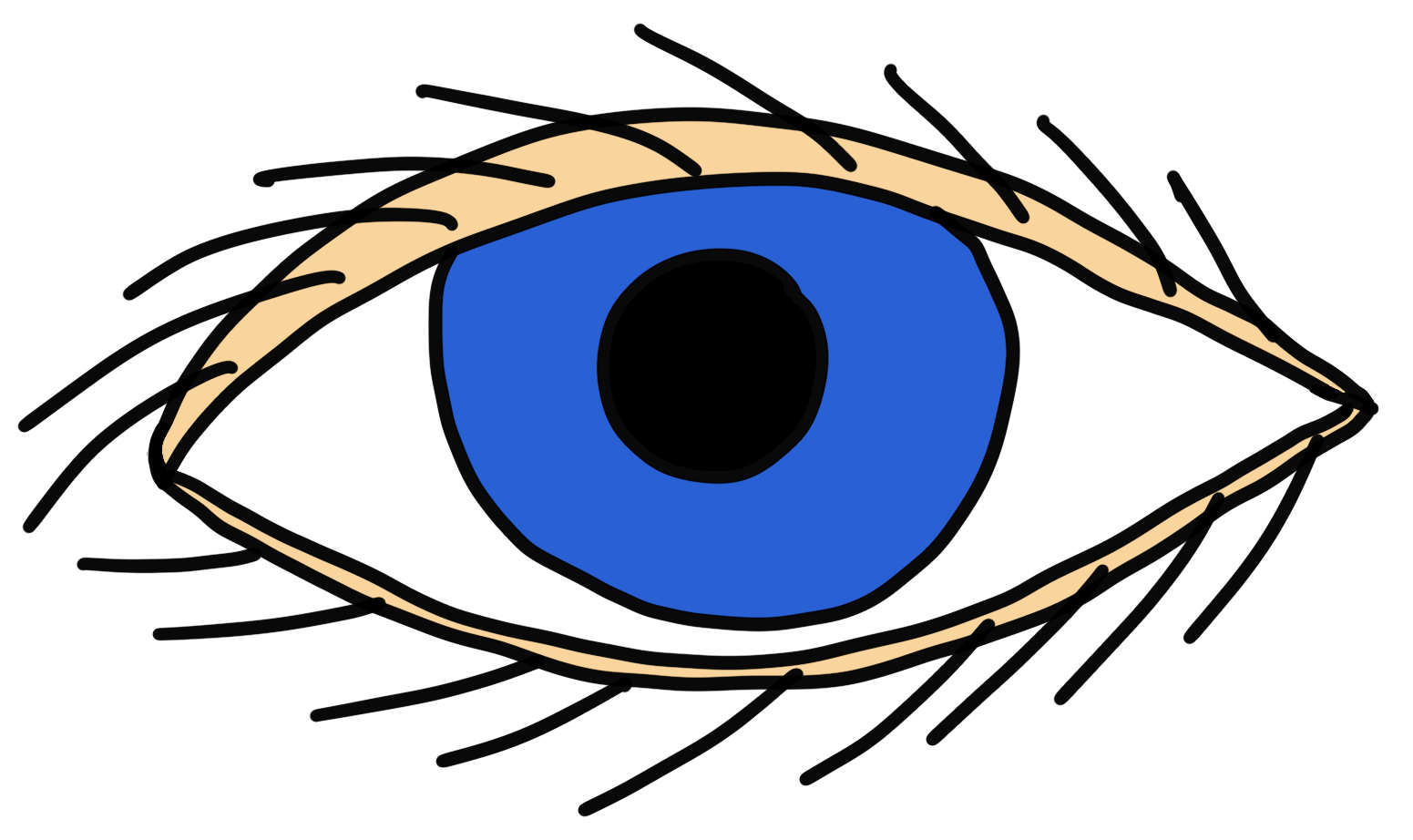 Auge