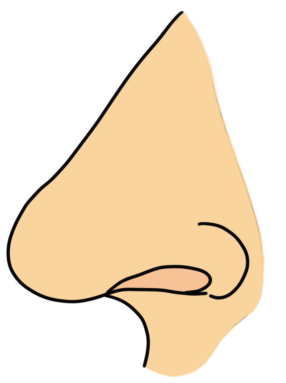 Nase