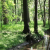 gruenwood